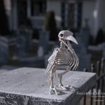 Mr. Bones Clarksville tn Tennessee skeleton decorations decor halloween yard setup headstone