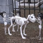 Mr. Bones Clarksville tn Tennessee skeleton decorations decor halloween yard setup headstone cemetery dog