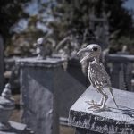 Mr. Bones Clarksville tn Tennessee skeleton decorations decor halloween yard setup headstone cemetery raven