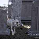Mr. Bones Clarksville tn Tennessee skeleton decorations decor halloween yard setup headstone cemetery dog