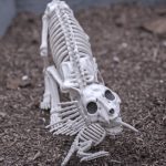 Mr. Bones Clarksville tn Tennessee skeleton decorations decor halloween yard setup headstone cemetery